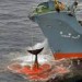 lov veľryby.jpe